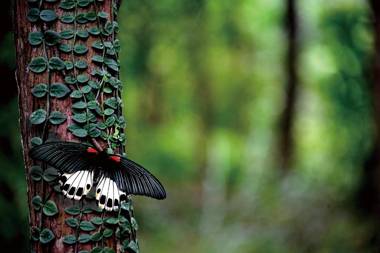 FU SEN Yilan Satoyama