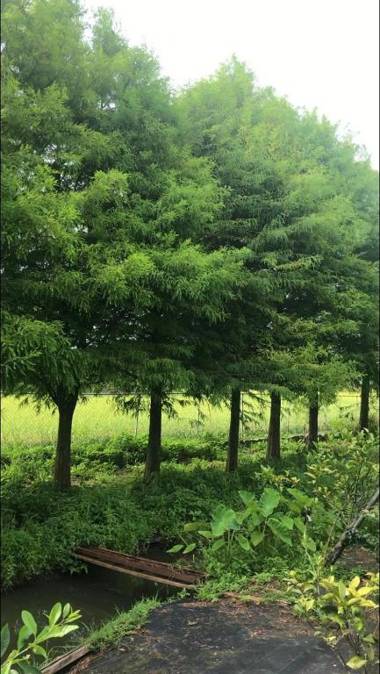 Tien Chon Xiao Lin Homestay