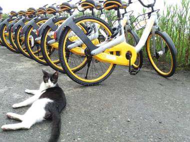 Cat Sky Country Homestay