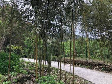 Hemerocallis Country House