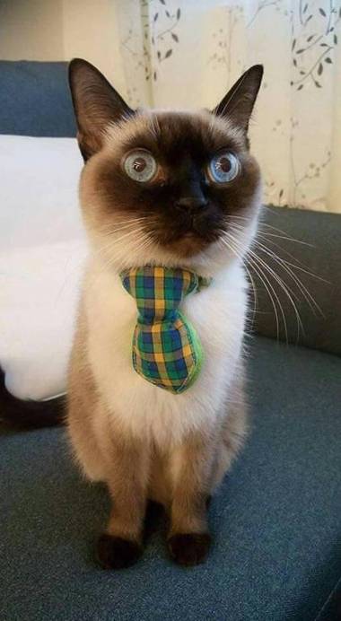 煙燻貓民宿 tesla充電需電洽