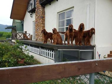 Hou Niao Fei Xing B&B