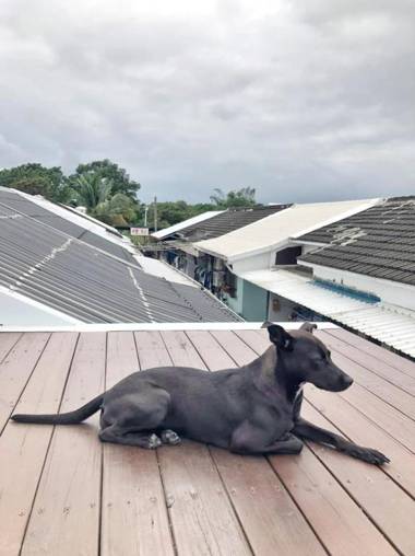 Cong Sen Backpackers Hostel