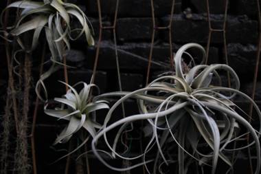 被愛咖啡小旅館 Birdeye Garden