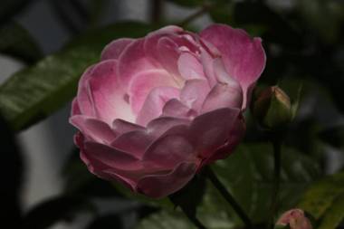 海之風 玫瑰莊園 Sea&Wind Rose Manor