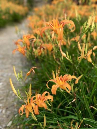 Walk in the Wind Homestay