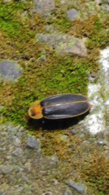 Haowangjiao Homestay