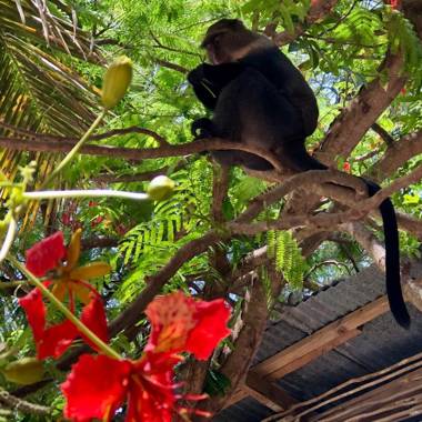 Atii Garden Bungalows