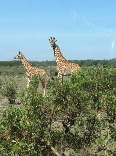 Momella Wildlife Lodge