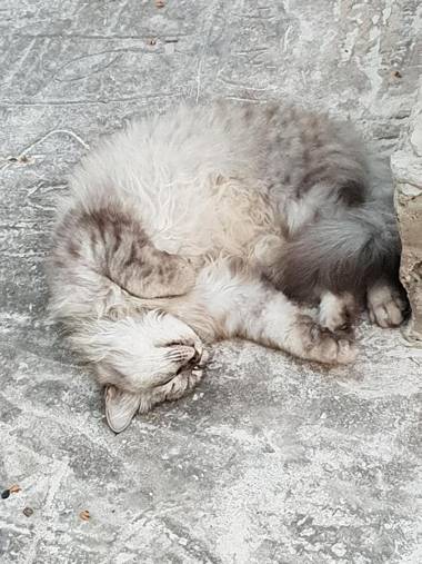 Michamvi Spirit Lodge