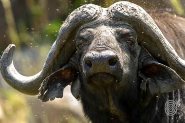 Mbuzi Mawe Serena Camp