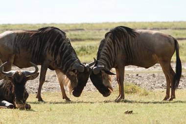 Gnu Ndutu Camp