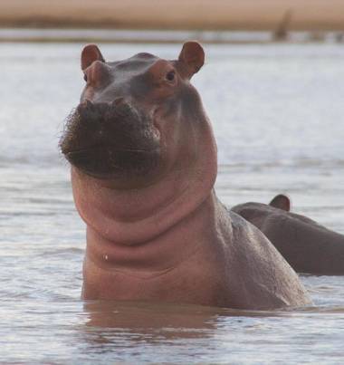 Africa Safari Selous Nyerere national park