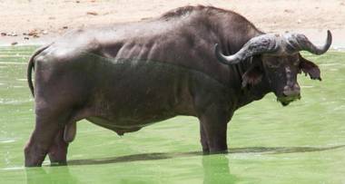 Africa Safari Selous Nyerere national park