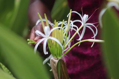 Mangrove Blue Waves Bungalows