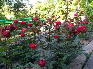 Apartments and Sauna