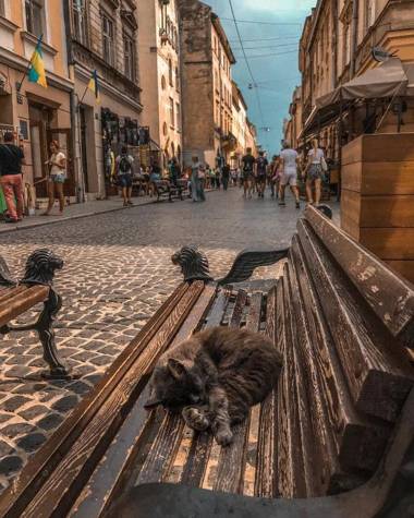 Cozy & new furnished flat in old town of Lviv