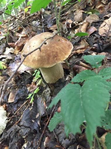 Tourist complex Karina