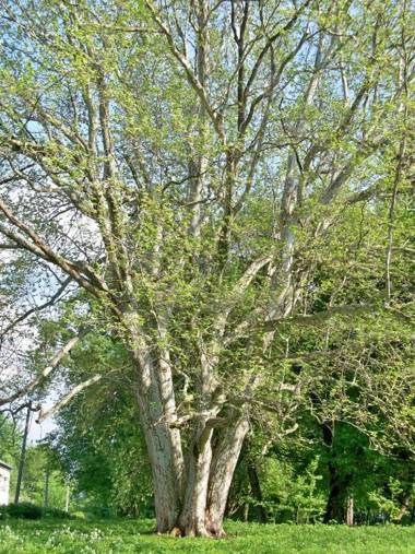 Підгорецький маєток - готель