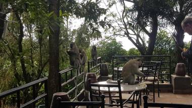 Kampala Forest Resort