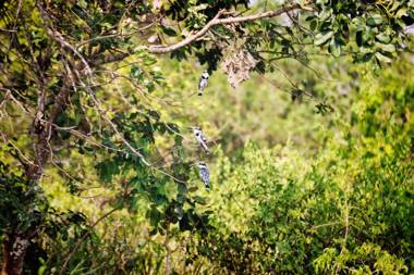 Twiga Safari Lodge