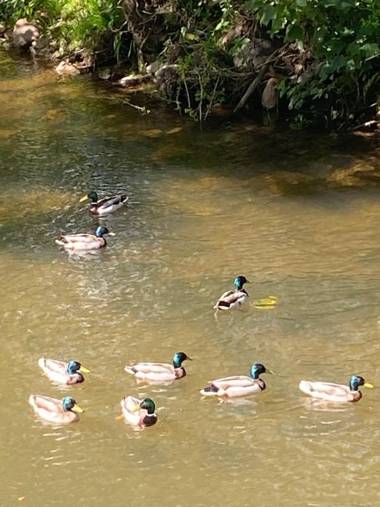 Riverbank Cottage Lake District River Ehan