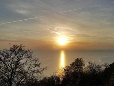 Babbacombe Palms