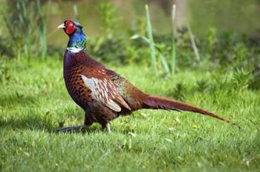 Fernside Bed and Breakfast