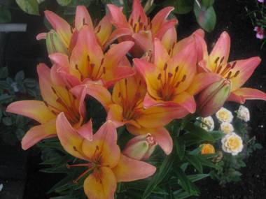 Penryn Guest House ensuite rooms free parking and free wifi