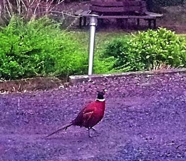 Heatherlie House Hotel