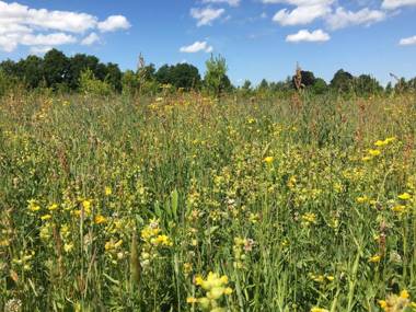 Hollicarrs - Forest Retreat