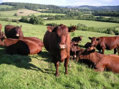 Cools Farm B&B + Cottages