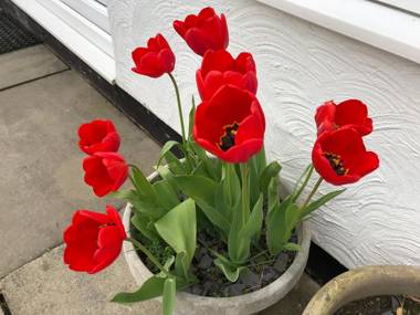 Llys Onnen - North Wales Holiday Cottage