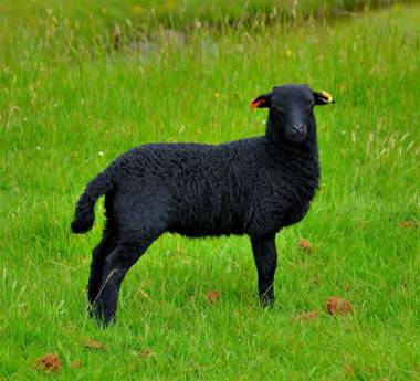 The Barn Guest House and Tearoom