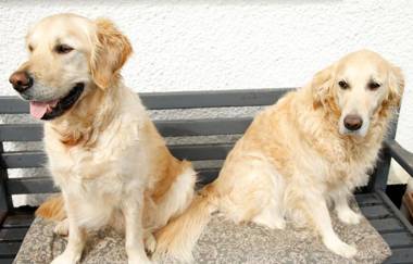 The Dog House Penryn