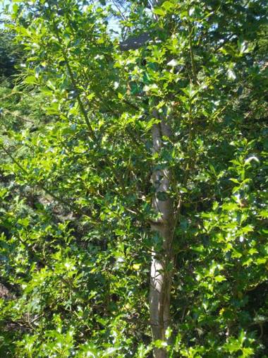 The Laurels Bed & Breakfast Lodge