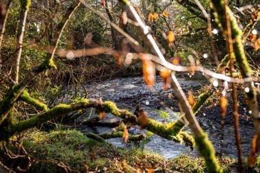 The Tree House - Eco-Friendly Back to Nature Experience