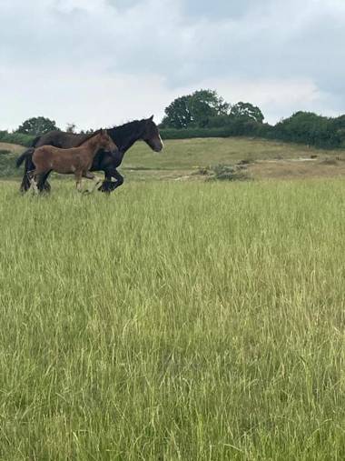 King Richards Large Lodge sleeps 7 at Fairview Farm Massive Gardens Nottingham set in 88 acres