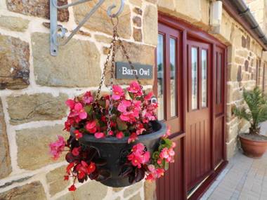 Barn Owl Newquay