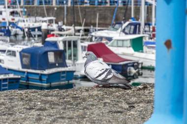 Marina View - 3 Bedroom Apartment - Milford Marina