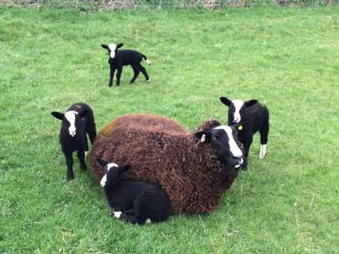 Shepherd's View Shrewsbury