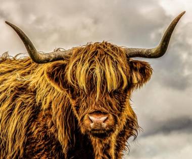 Wellingtonia Court Apartment