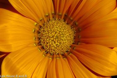 Lea House Bed and Breakfast