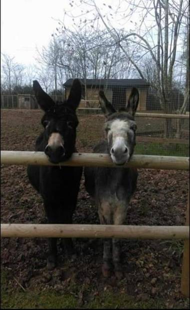 Hedgehog Lodge Solitary Retreat