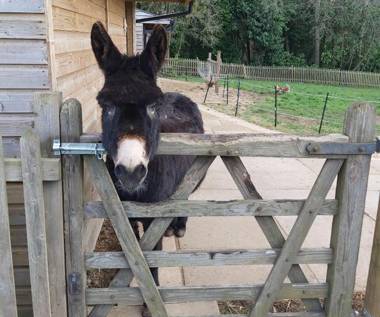 Hedgehog Lodge Solitary Retreat