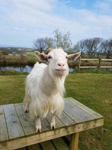 Noddfa Farm Guest House