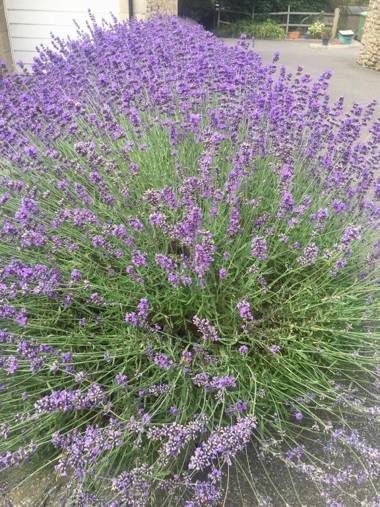 Sweet Modern Country Cottage with Garden