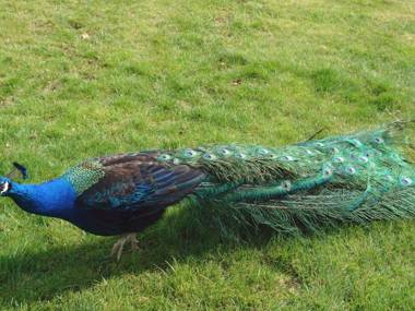 Hiscox Cottage Southleigh