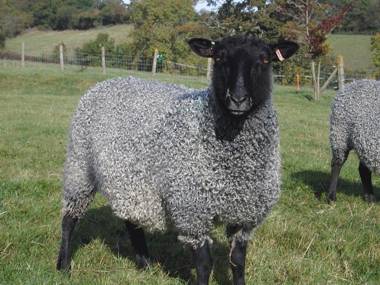 Swallows Cottage Luppitt