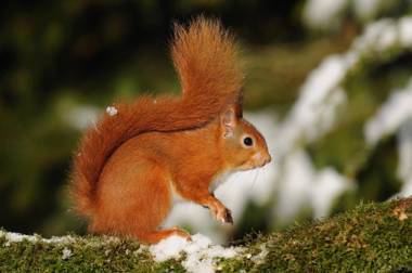 Cavens Country House